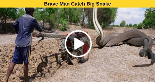 Thrilling: A man caught a huge snake single handedly.