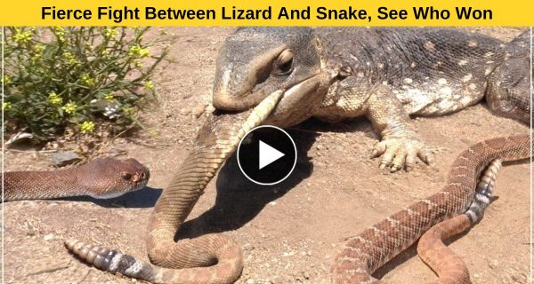 Fierce Fight Between Lizard And Snake, See Who Won- Watch Video