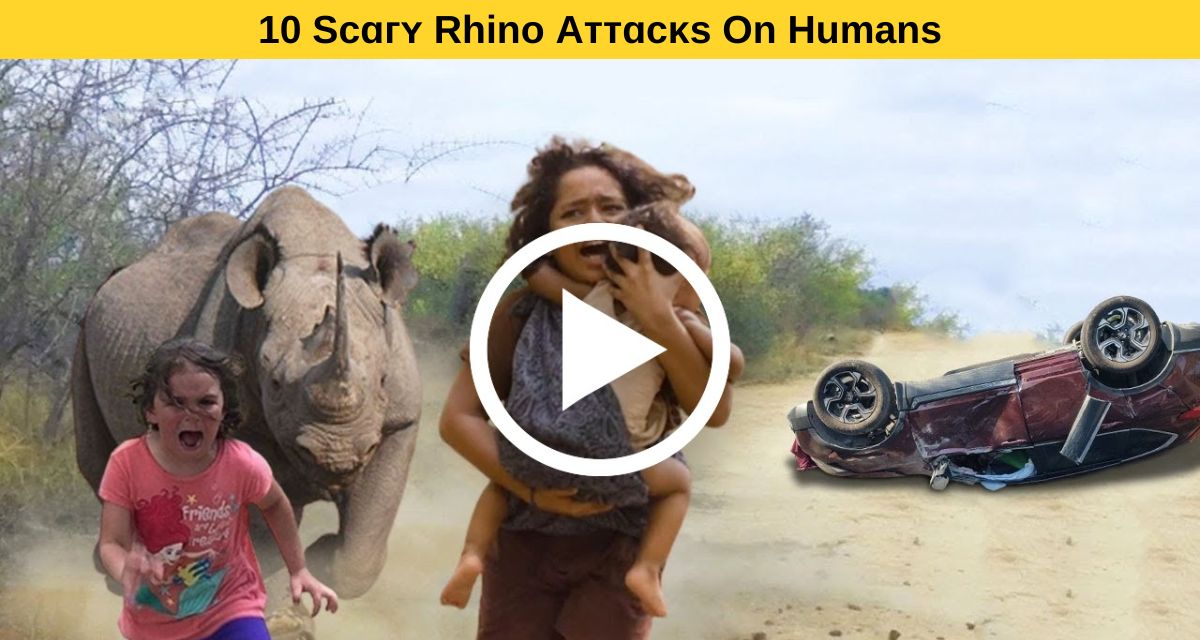 Not for the faint-hearted! Rhinoceros don’t spare their victims.