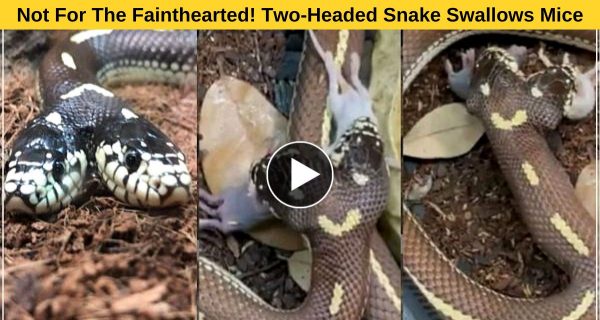 Breathtaking: Duplex- headed snake consumed a mice.