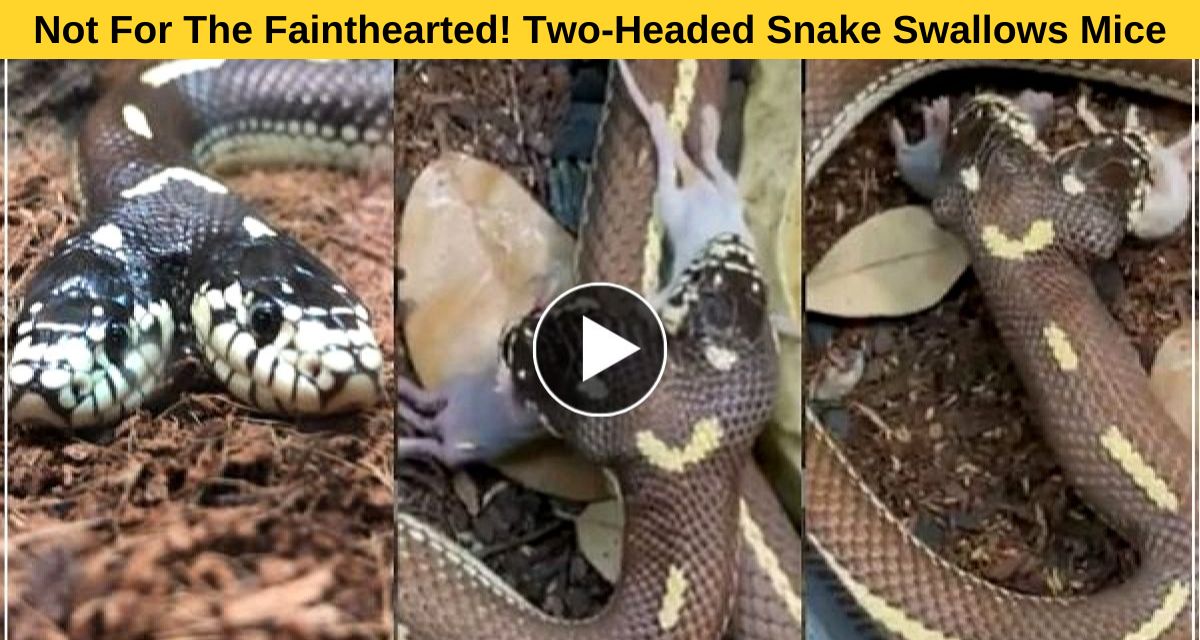 snake video