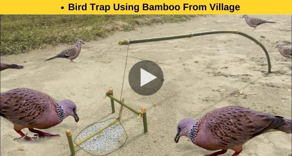 Learn how to use bamboo to create a bird trap.