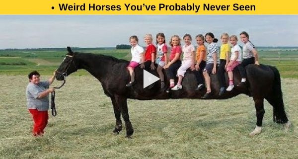 4 infrequent horses you won’t believe exists!