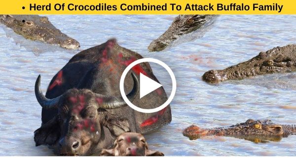 A group of crocodiles attacked the buffalo family ruthlessly.