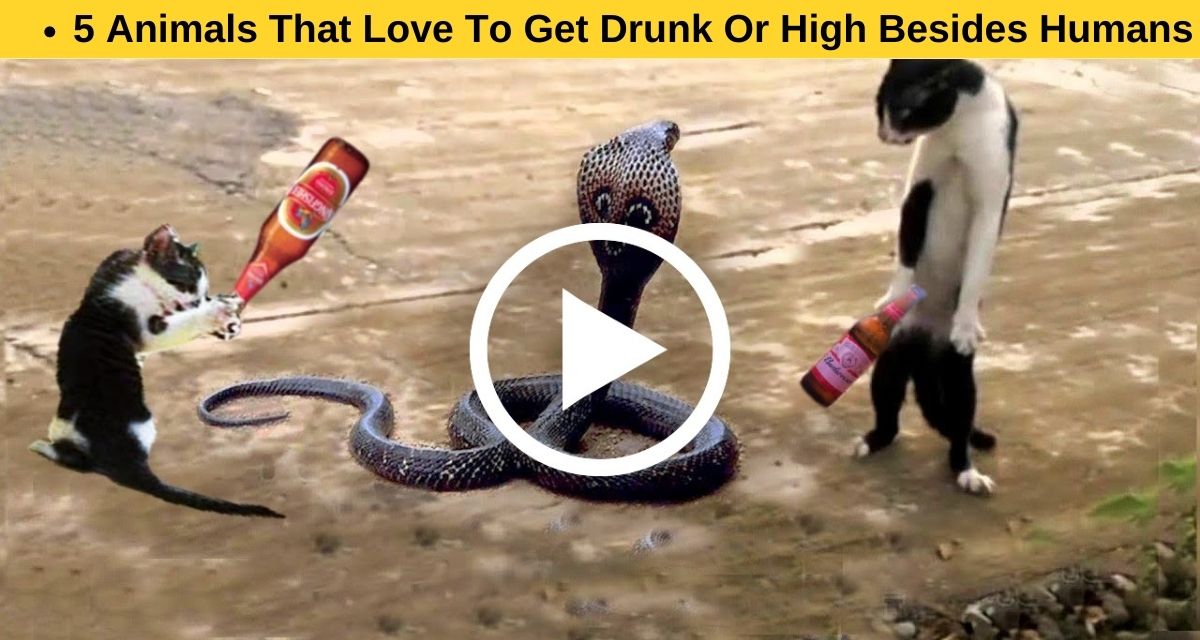 5 Animals That Love To Get Drunk