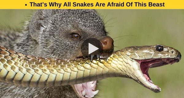 Any creature frightens snakes, right?