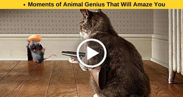 Here are some Awe-Inspiring Examples of Animal Ingenuity.