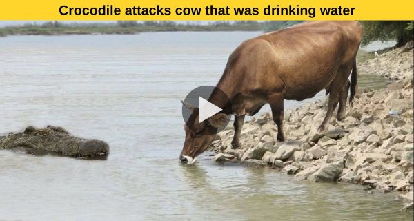 Flabbergasting : The cow was sipping water, albeit a crocodile pounced it.