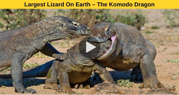 Komodo Dragon- the largest reptile ever discovered on the planet.