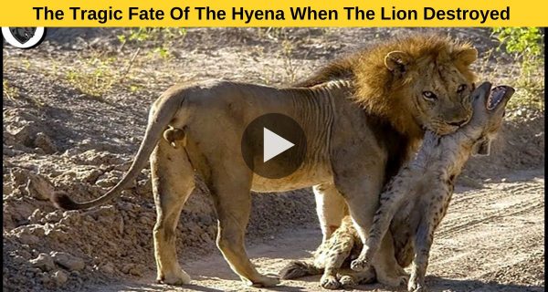 Exclusive: For their acts against the lions, hyenas paid a heavy price.