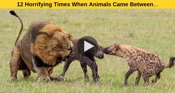 12 HORRIFYING TIMES WHEN ANIMALS CAME BETWEEN PREDATOR AND PREY