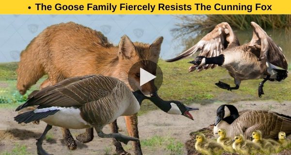 GOOSE FAMILY BRUTUALLY RESISTS THE CUNNING FOX