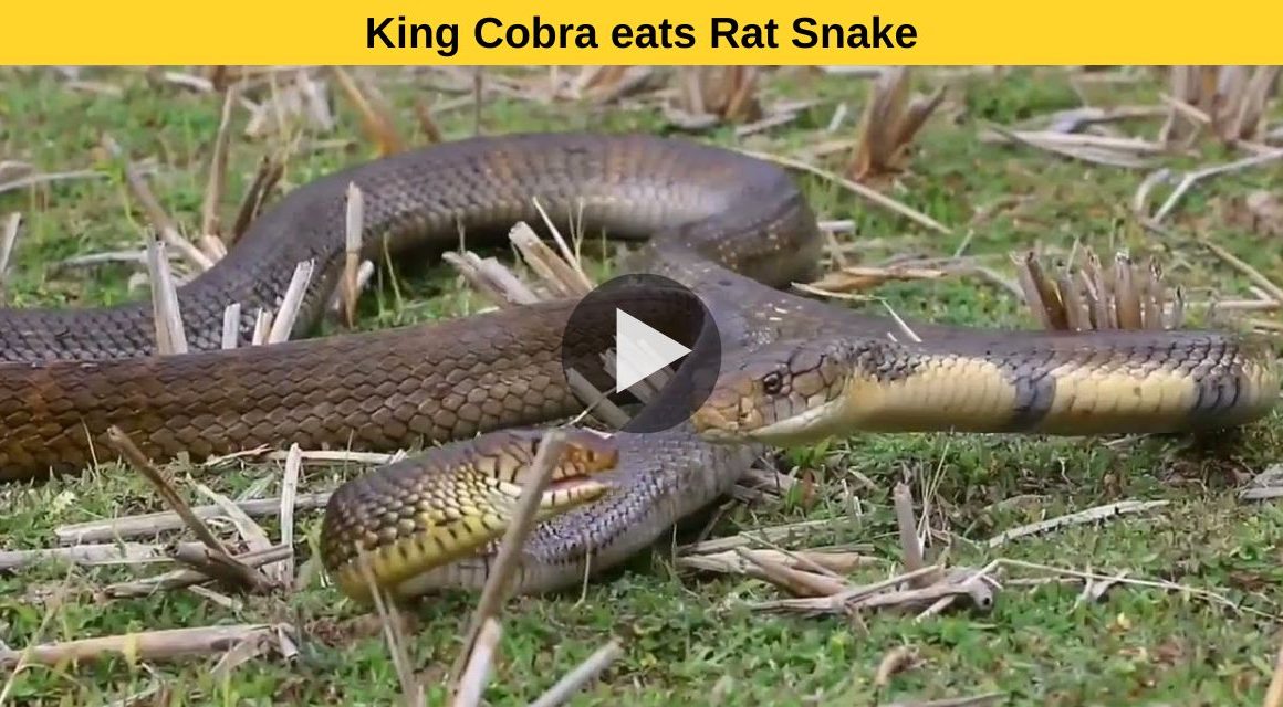 King Cobra's favorite food.