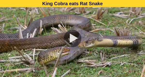 Let’s discern king Cobra’s favourite meal.