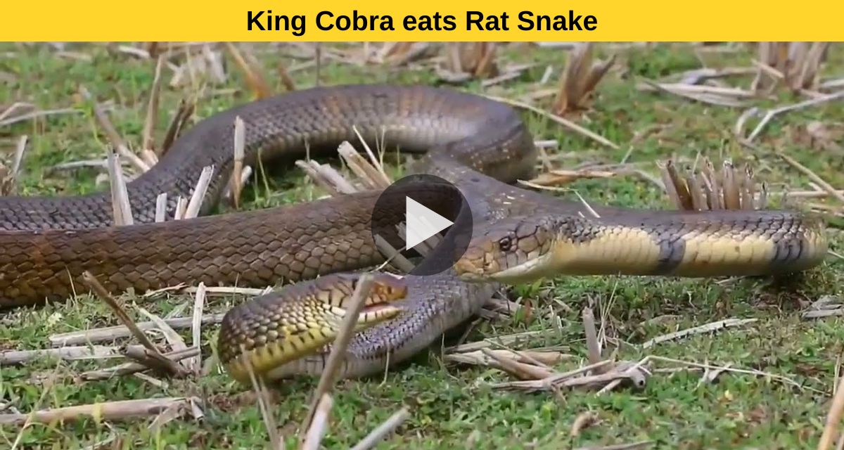King Cobra's favorite food.