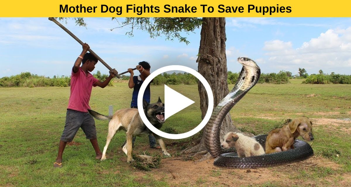 Mother Dog Fights Snake To Save Puppies