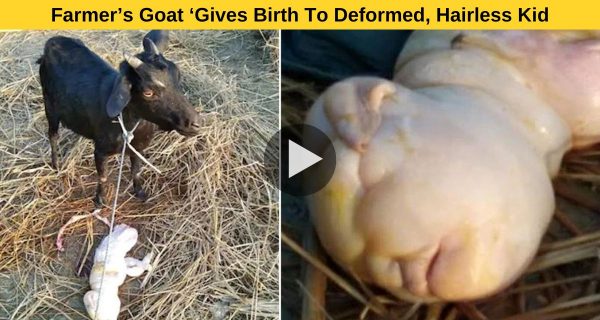 Villagers are horrified as a farmer’s goat “gives birth to a deformed, hairless kid with the face of a human baby.”