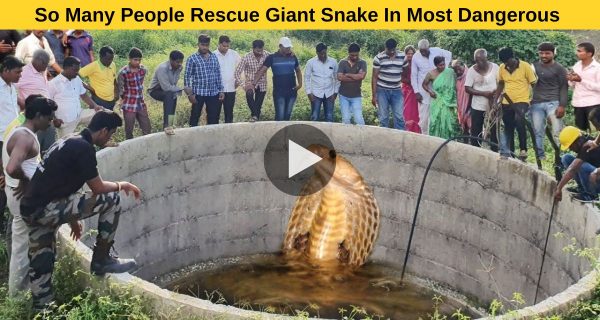 Latest January 13, 2023admin Hundred Help Save Giant Snake in Most Dangerous Operation