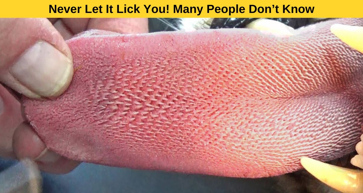 Never Let It Lick You!