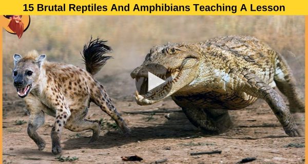 Vicious reptiles and Amphibians setting a terrific indelible example for other creatures .