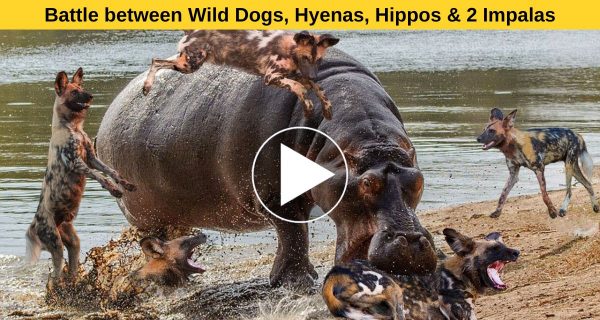 FUN BETWEEN WILD DOGS,HYENAS,HIPPOS AND IMPALAS TURNED INTO THE BATTLE