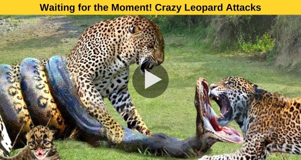 Gut-wrenching moment ! Leopards dispatching other animals ruthlessly.