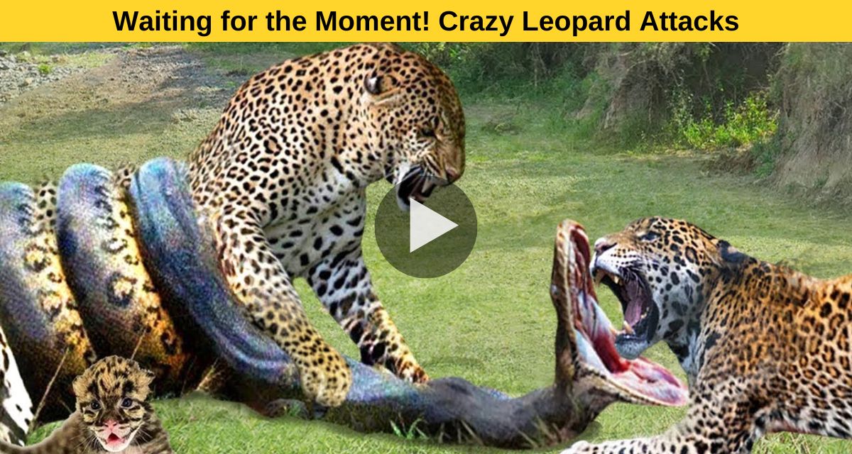 Crazy Leopard Attacks