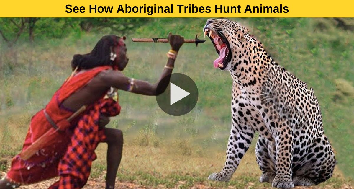 Aboriginal Tribes Hunt Animals