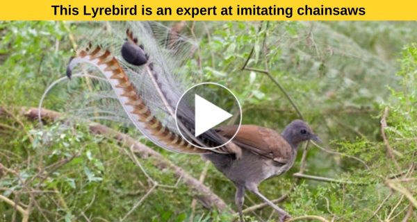 Stupefying: Aforementioned Lyrebird is a master at car alarms and chainsaw impersonations.