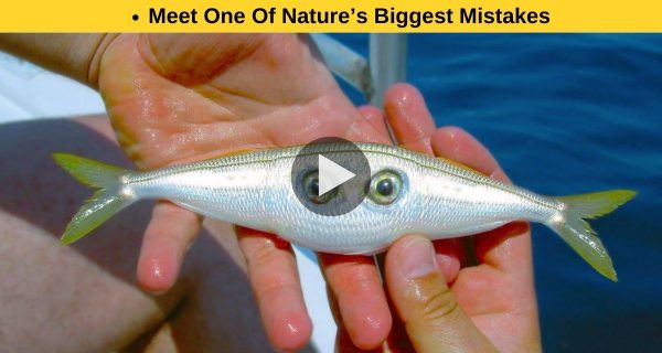 Discover One Of Nature’s Biggest Errors