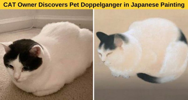 Are you aware that felines also have lookalike !