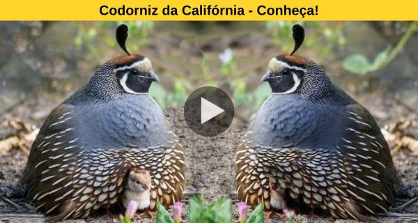 Let’s know some interesting facts about the grounddwelling bird : California Quail.