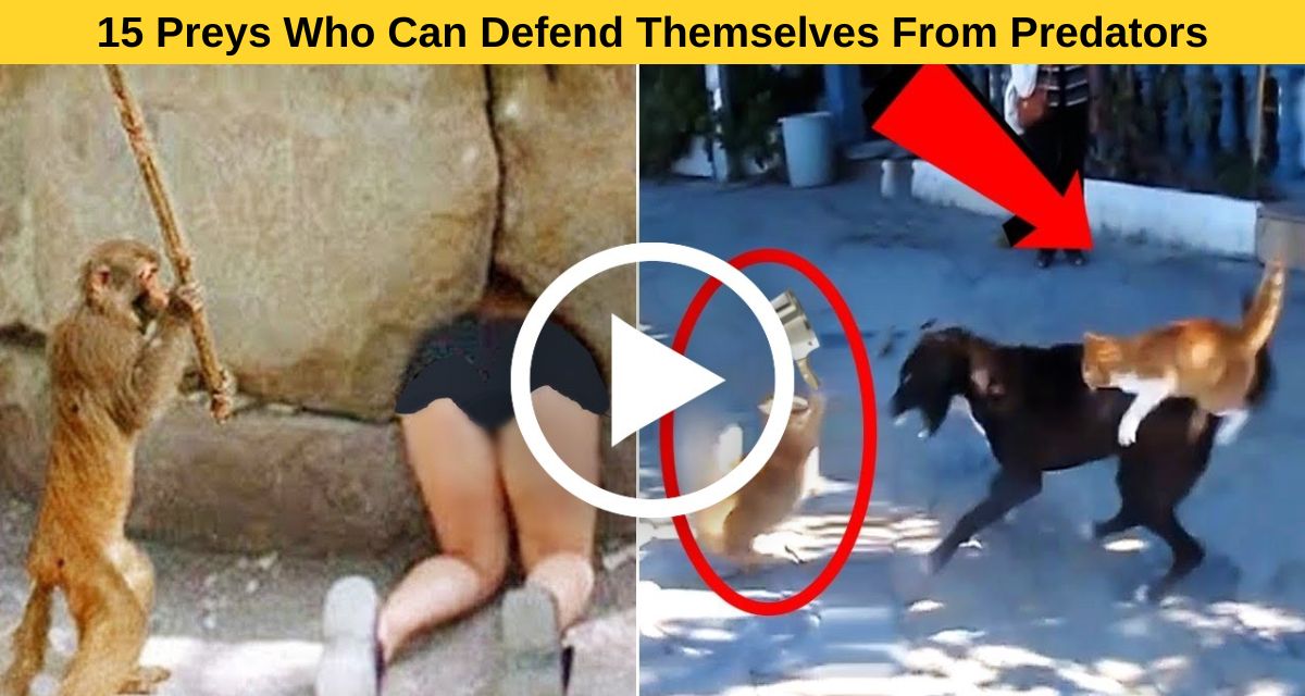 15 Preys Who Can Defend Themselves From Predators