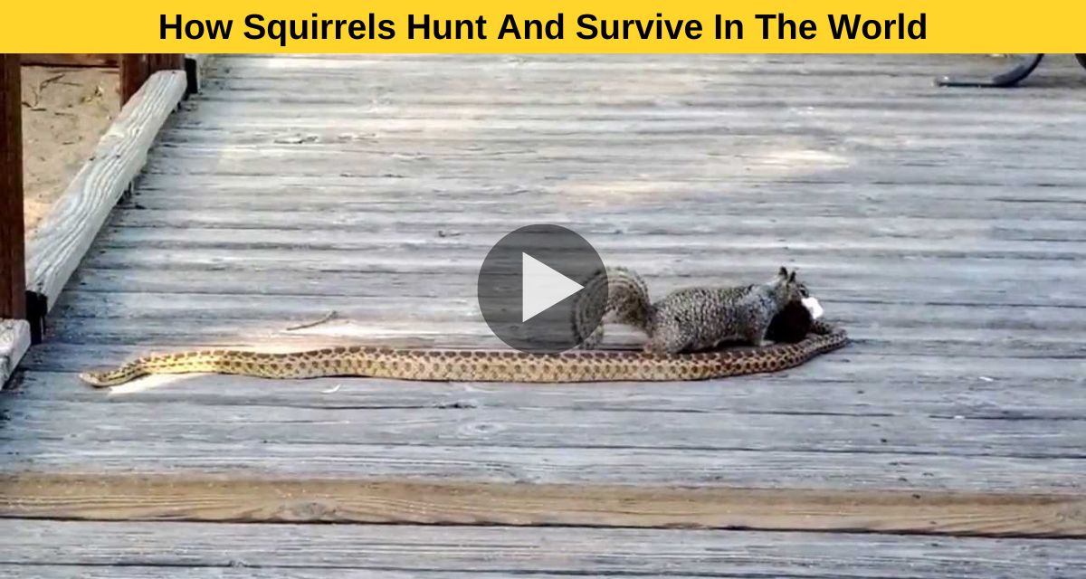 How Squirrels Hunt And Survive In The World