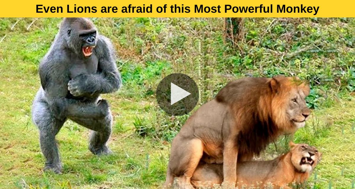 Even Lions are afraid of this Most Powerful Monkey