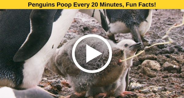 Cognize Amusing facts regarding the regular cycle of penguin’s excrement.
