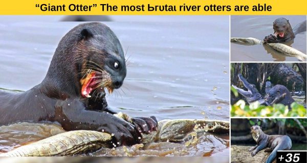 All about “Giant otters”- origin, favourite food and techniques to devour.
