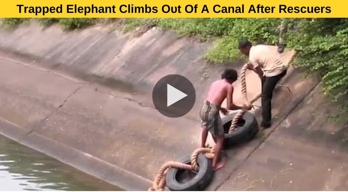 People were surprised to see such a snake rescue