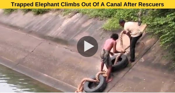 People were surprised to see such a elephant rescue