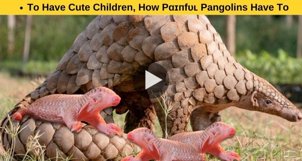 To Have Cute Children, How Рɑɪпfᴜʟ Pangolins Have To Endure?