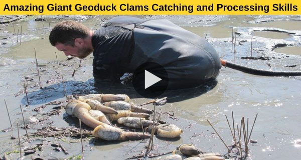 Amazing Giant Geoduck Clams Catching and Processing Skills