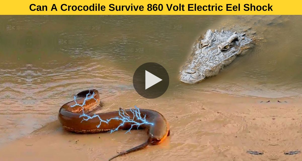 Crocodile video
