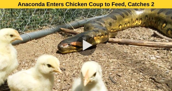 Anaconda caught 2 birds bang to rights in a chicken coop.