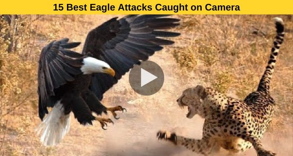 Eagle Attacks Like You’ve Never Seen