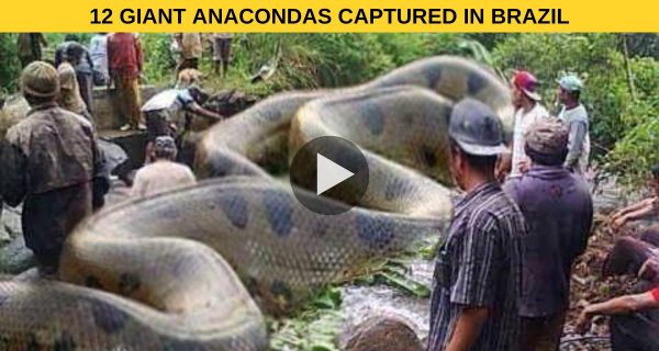 Surprising: 12 Biggest Anacondas You’ve Never Seen