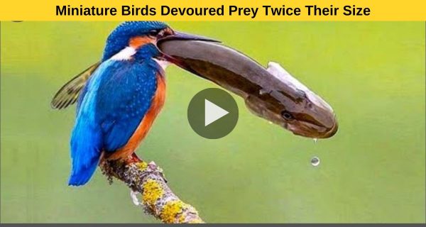 Miniature birds injured fish bigger than their size