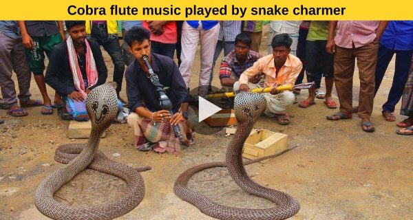 How snake charmers lures them just by playing flute?
