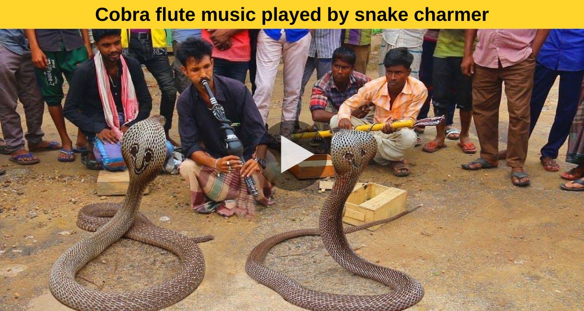 How snake charmers lure them just by playing flute?