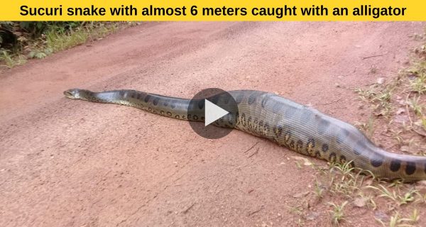 When the python did such a feat, watch the viral video