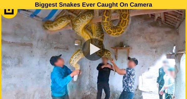 Everyone’s bad condition in catching the python, viral video